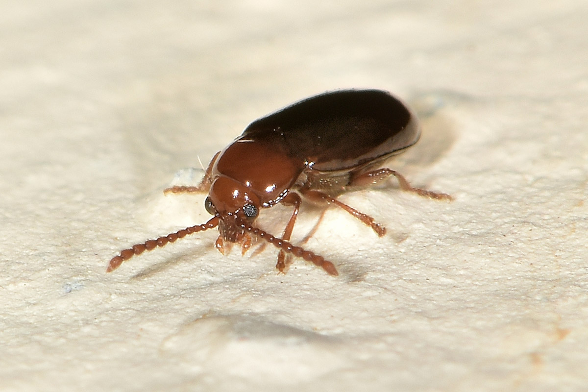 Chrysomelidae? S, Alticini, Orestia kraatzi